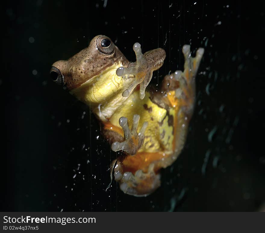 A brown frog shot in south america. A brown frog shot in south america