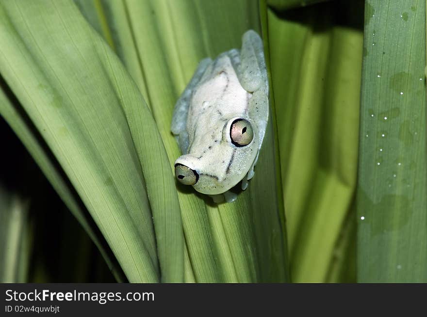 A frog shot in south america. A frog shot in south america