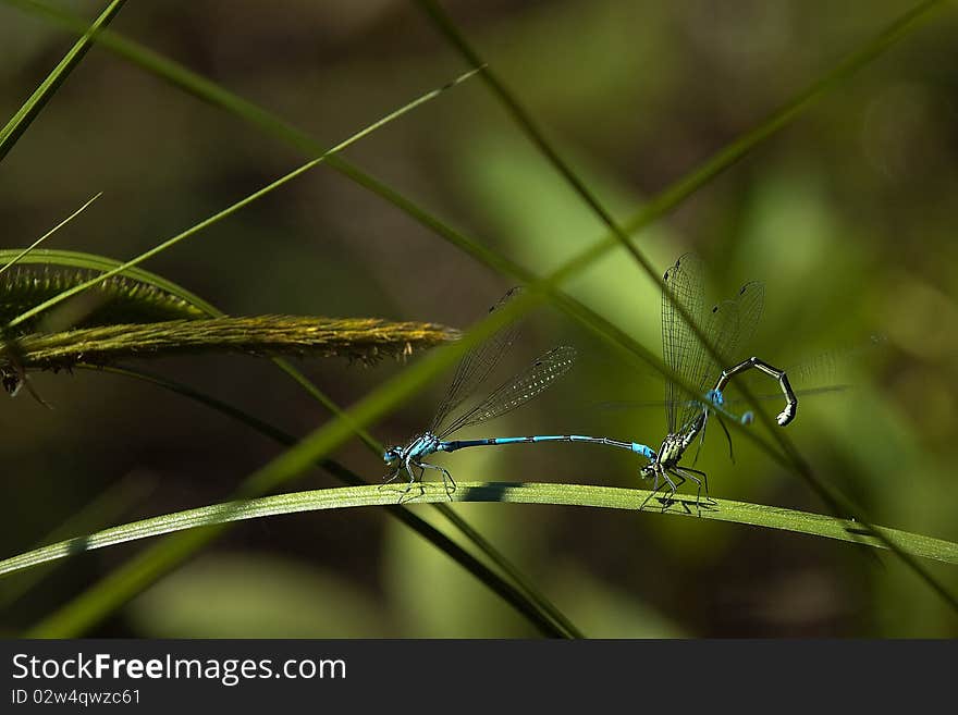 Dragonflies mating