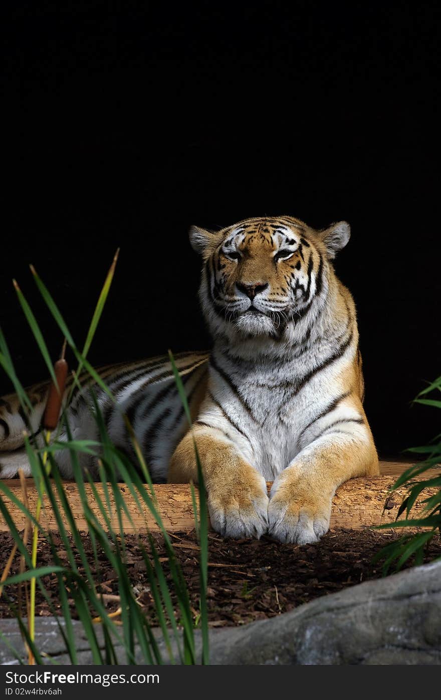 A tiger lying in the sun. A tiger lying in the sun