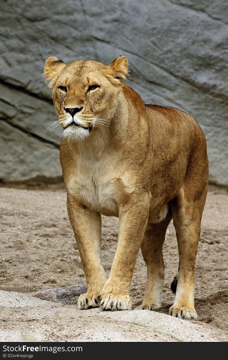 Solitary Lion