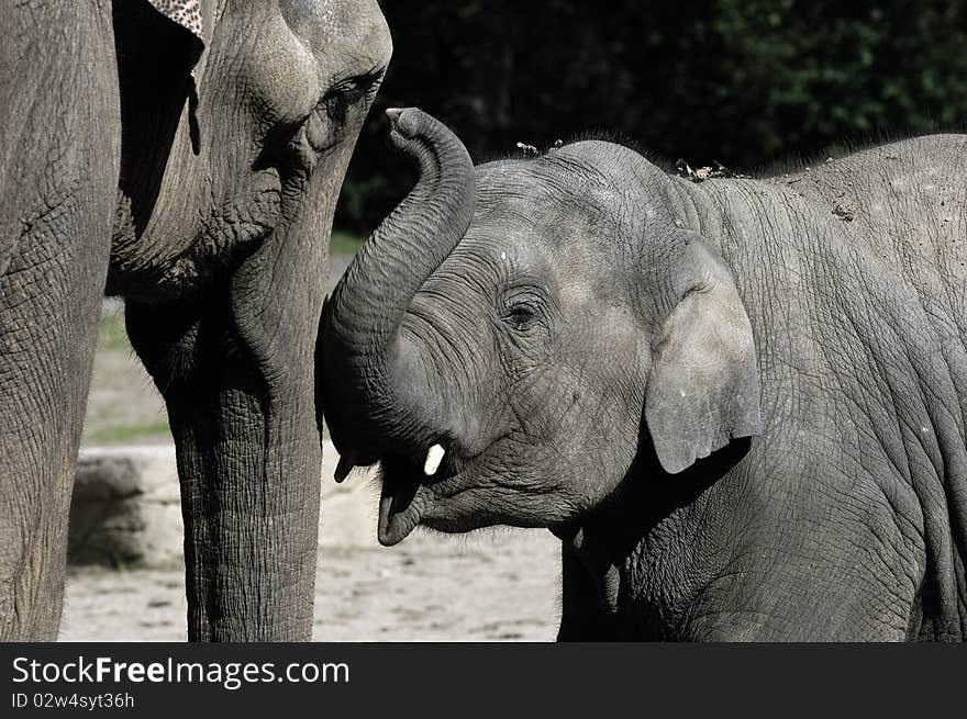 An elephant baby greeting his mother. An elephant baby greeting his mother