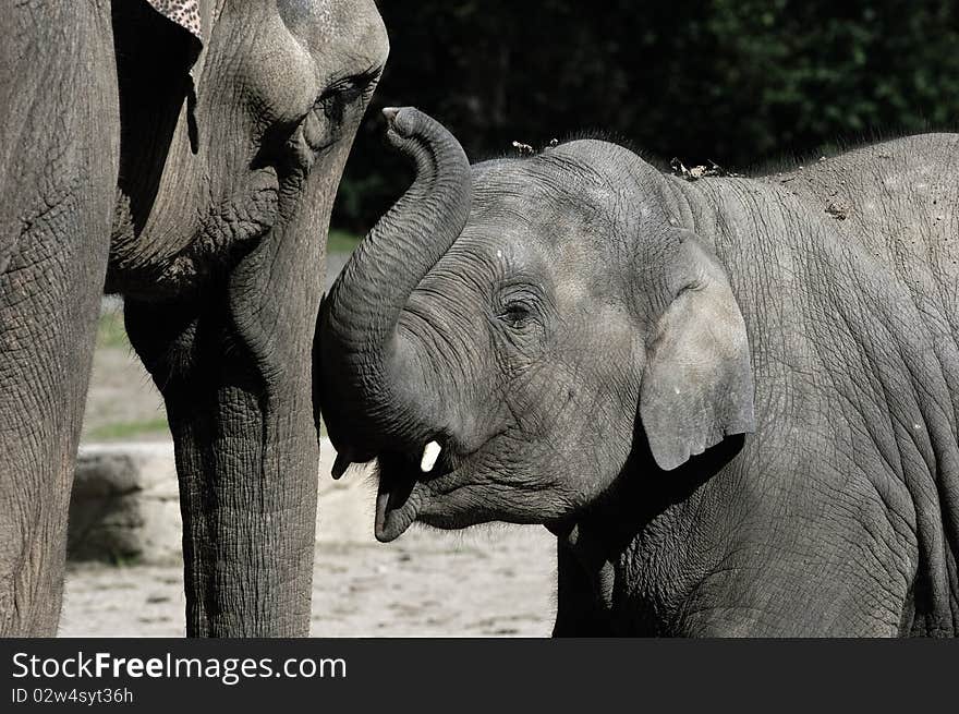 Elephant Baby and Mother