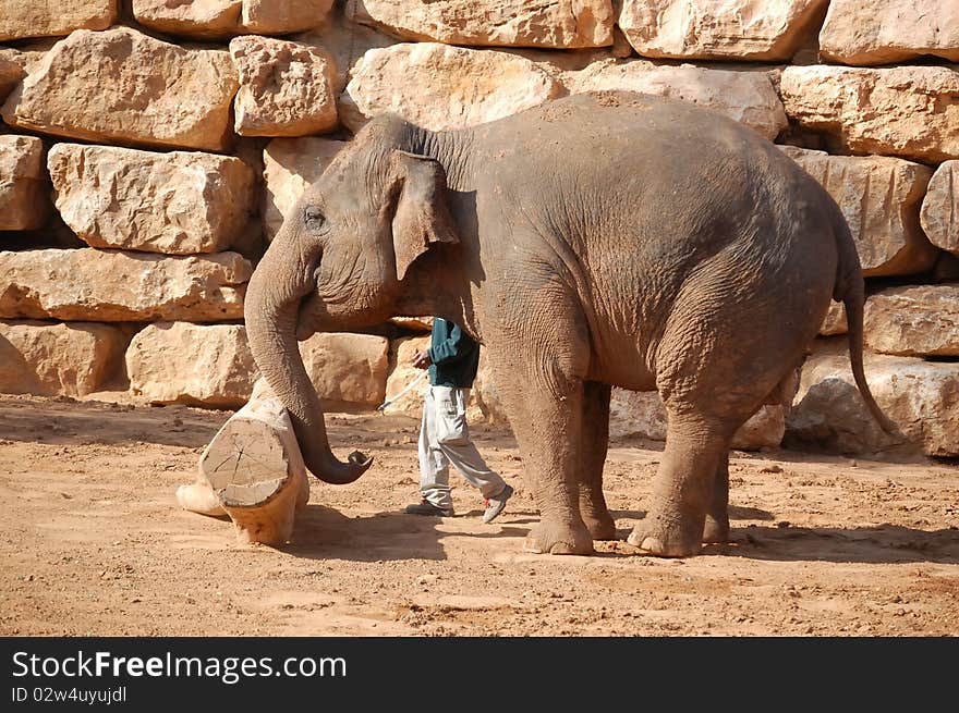 Asian elephant pushing the log