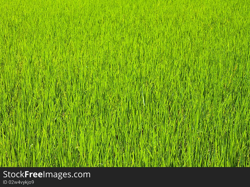 Take from ruralside,green rice farm background