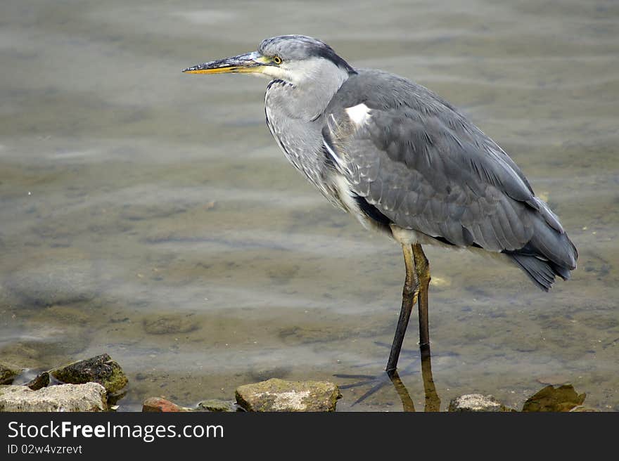 Heron In Canada Water