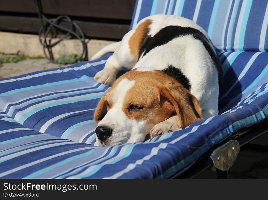 Sleepy beagle lying on cough. Sleepy beagle lying on cough