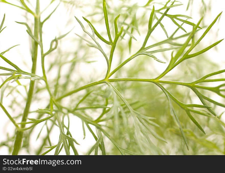 Dill. Create the background. Accommodation varied. Isolated on white background.