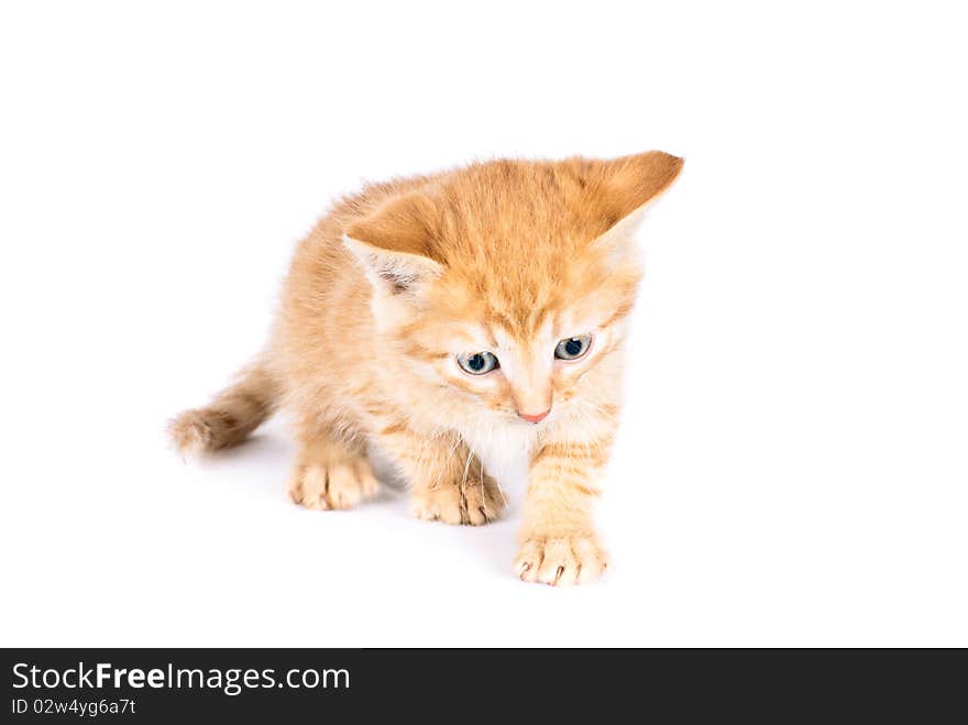 Cute kitten isolated on white background. Cute kitten isolated on white background.