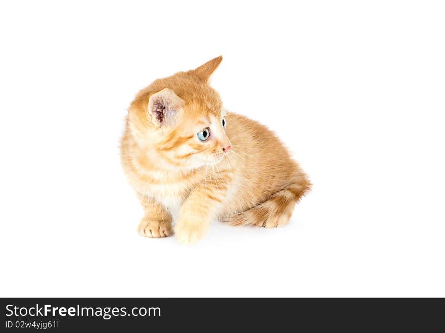 Cute kitten isolated on a white background. Cute kitten isolated on a white background.