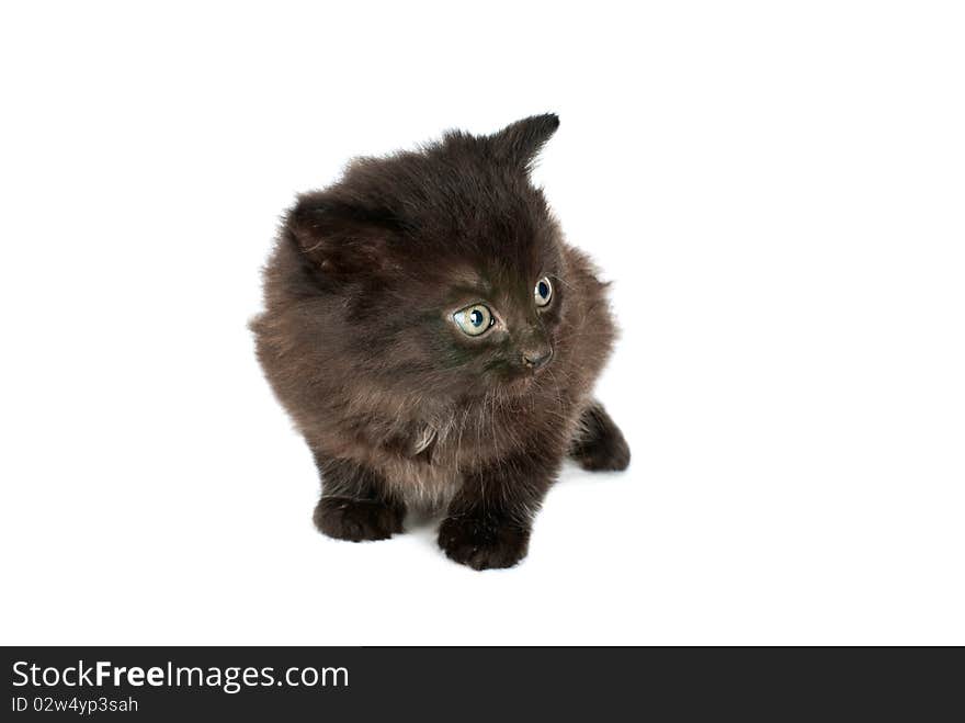 Cute kitten isolated on a white background. Cute kitten isolated on a white background.