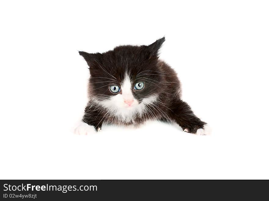 Cute kitten isolated on white background. Cute kitten isolated on white background.