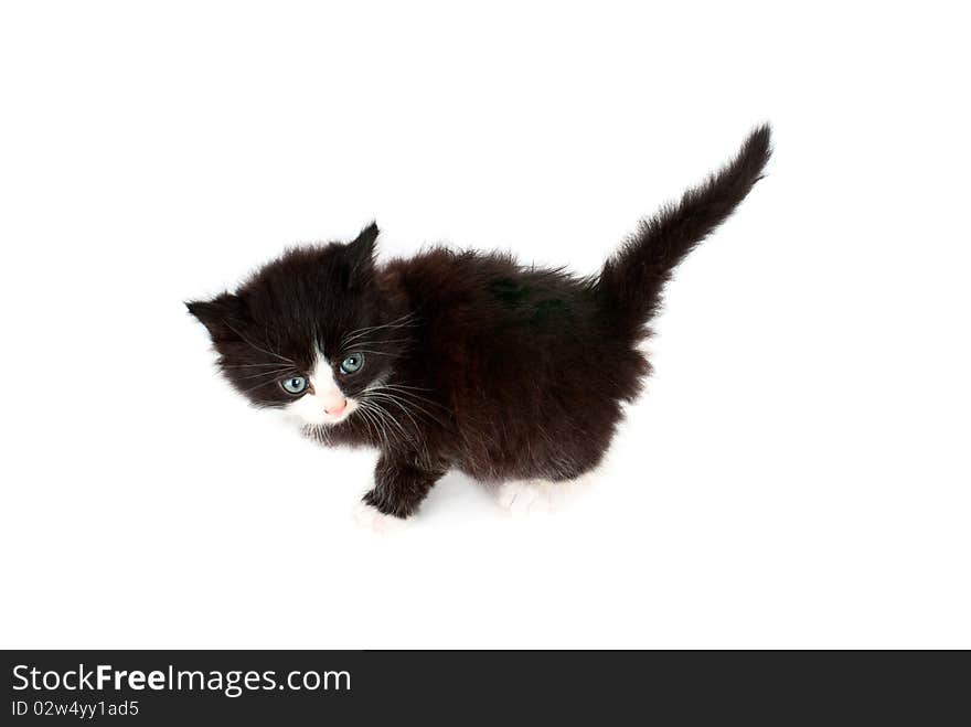 Cute kitten isolated on a white background. Cute kitten isolated on a white background.