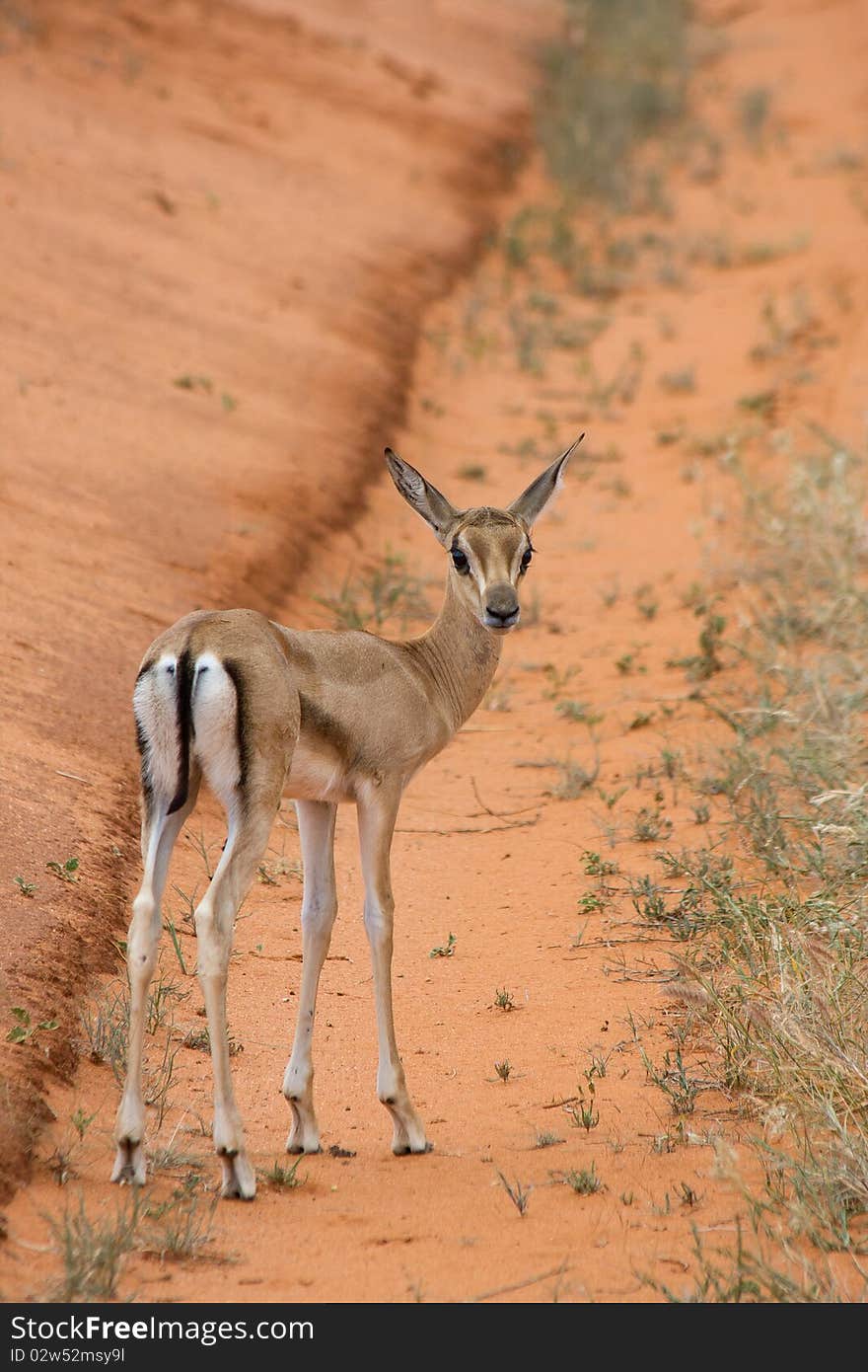 Antelope mammal africa animal horned