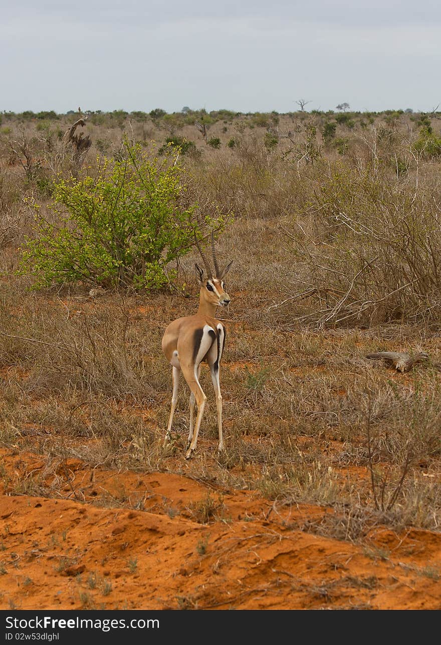 Antelope mammal africa animal horned