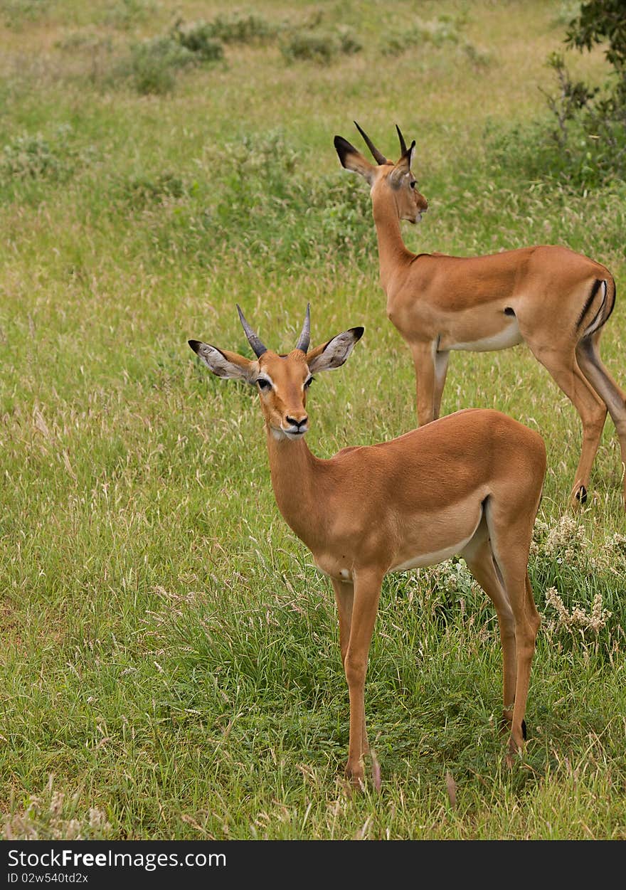 Antelope mammal africa animal horned