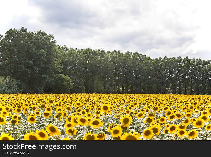 Sunflowers