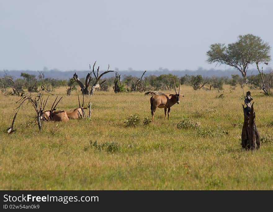 Antelope mammal africa animal horned