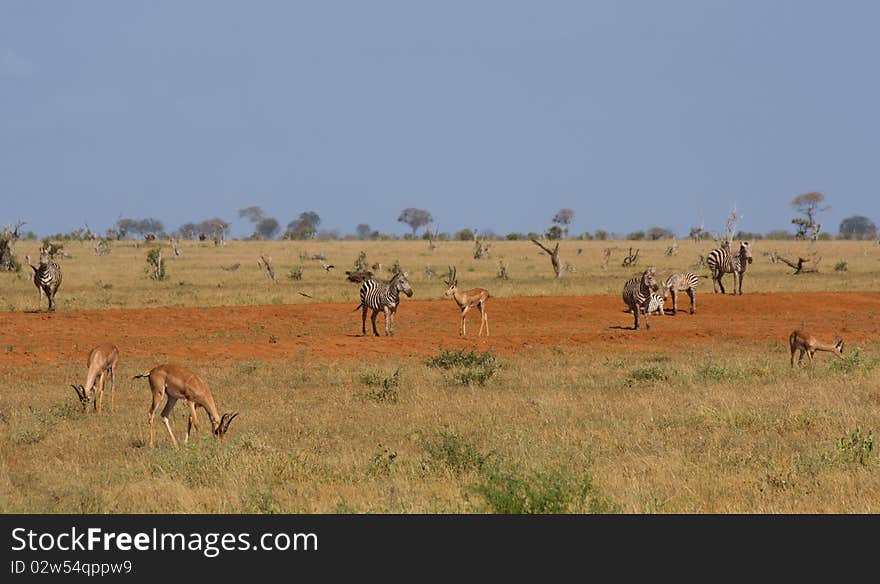 Antelope mammal africa animal horned