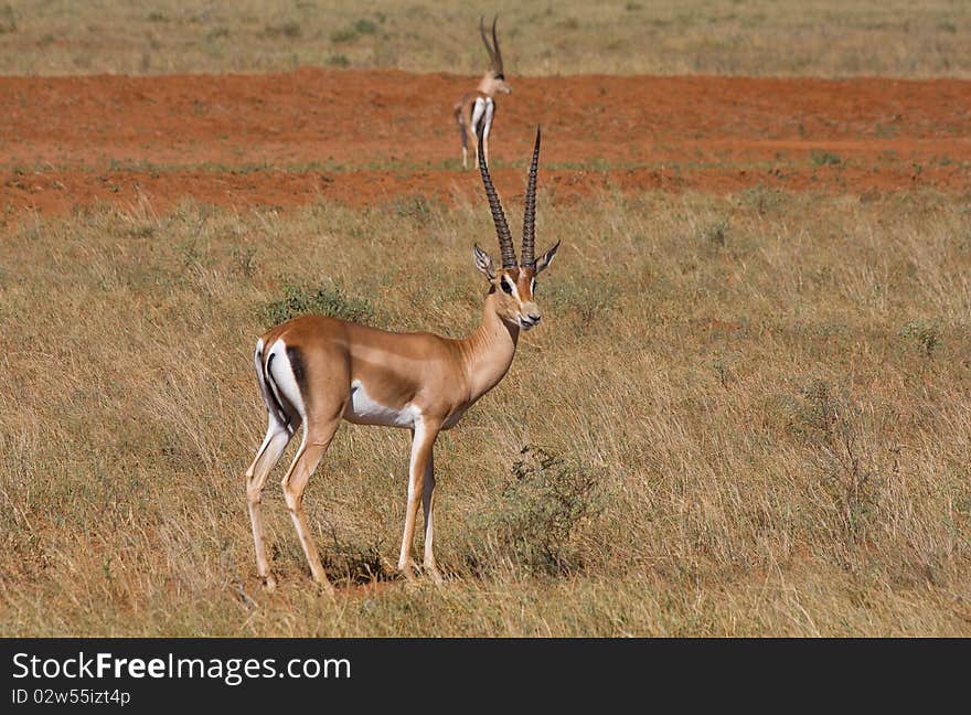 Antelope mammal africa animal horned