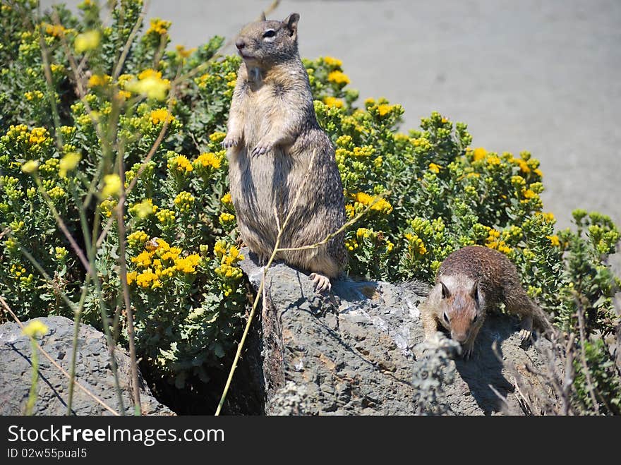 Squirrels and flowers