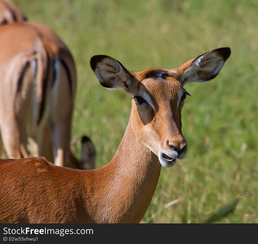 Antelope mammal africa animal horned