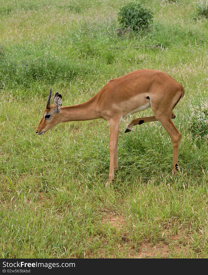 Antelope mammal africa animal horned