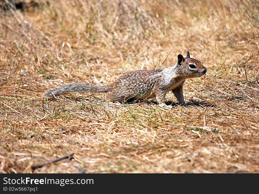 A cute squirrel on the lawn