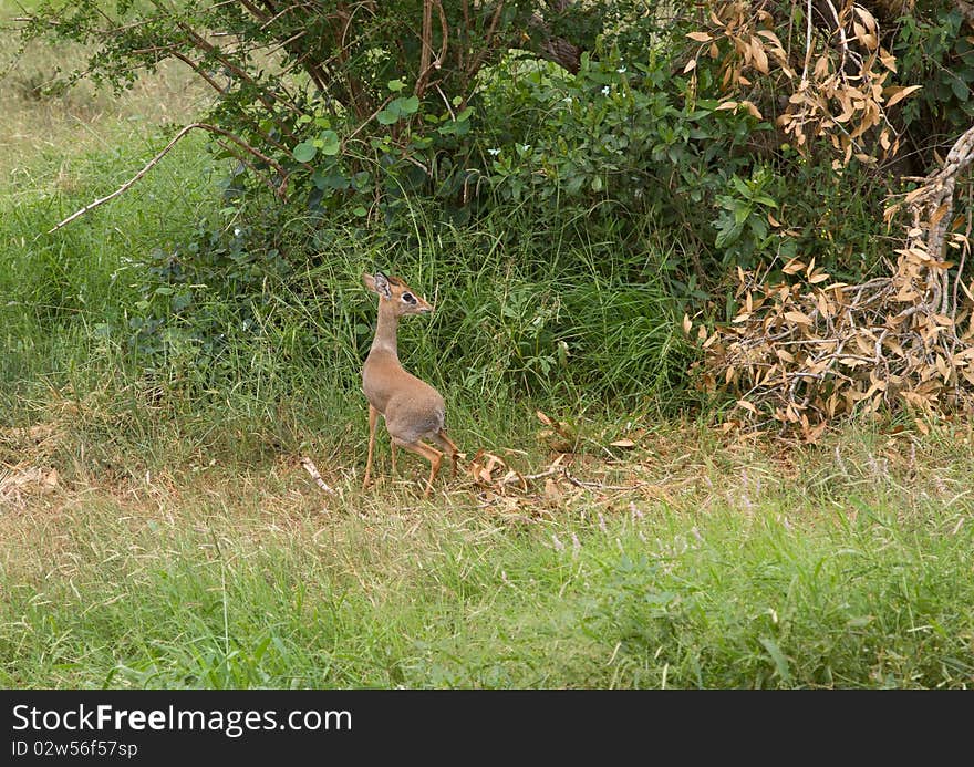 Antelope mammal africa animal horned