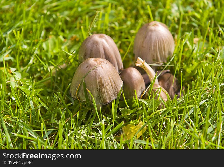 Mushrooms with grass around them