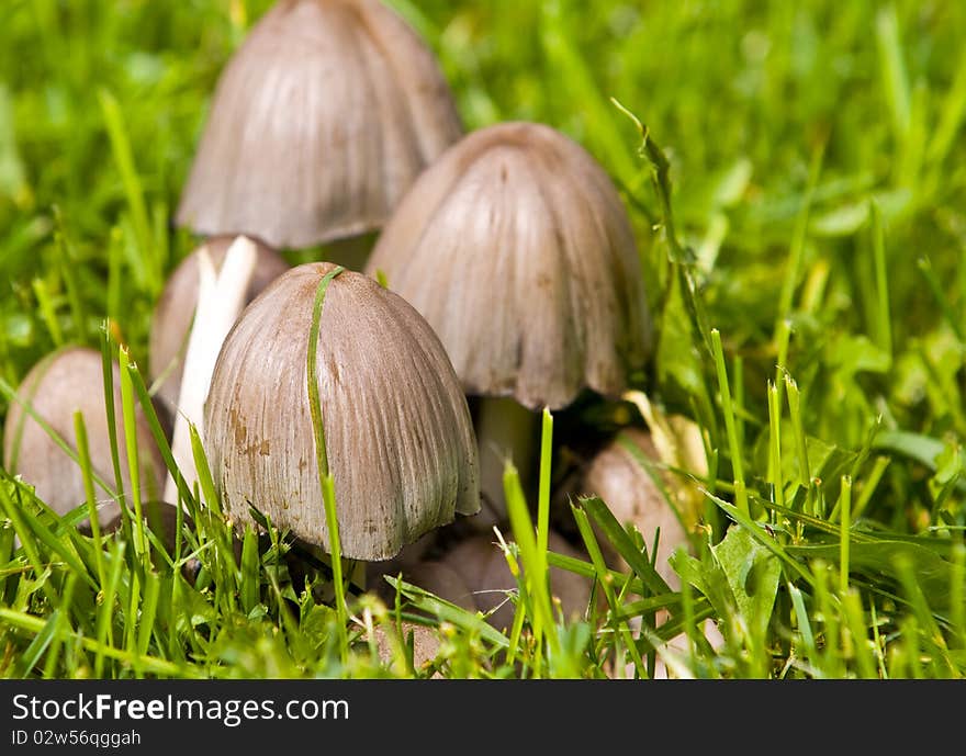 Mushrooms with grass around them