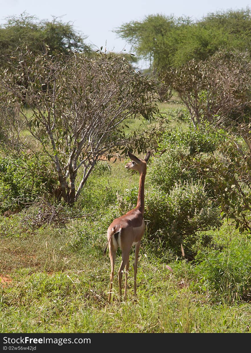 Antelope mammal africa animal horned