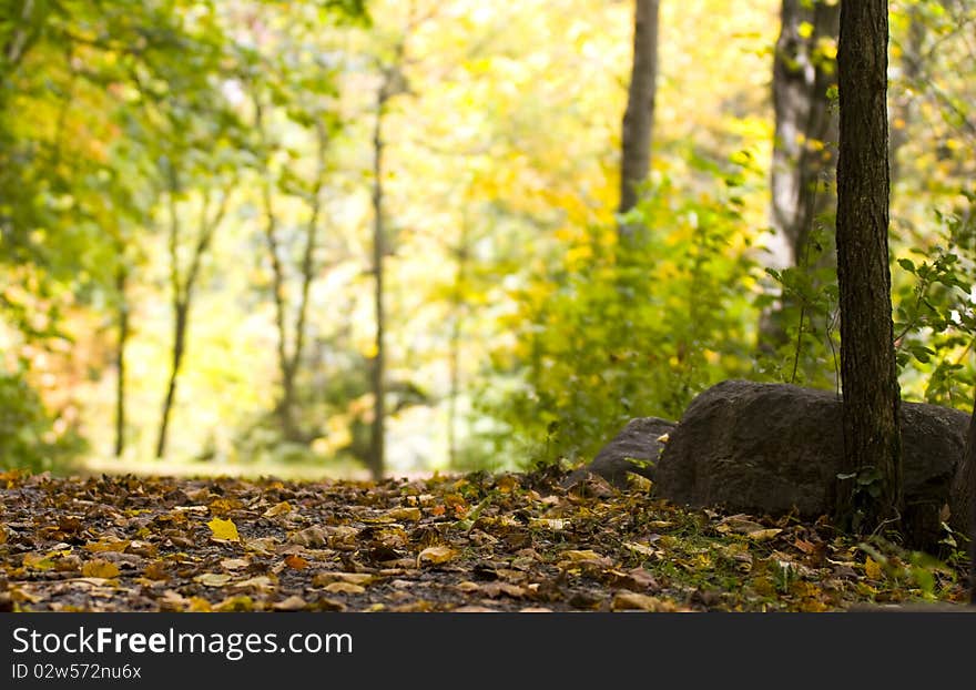 View of a forest  during autumn