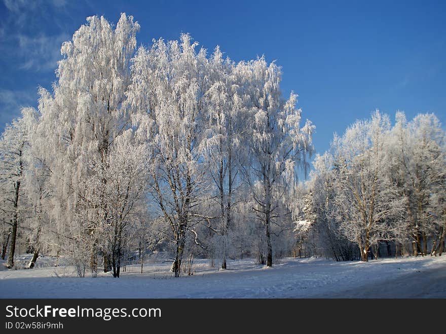 White Winter