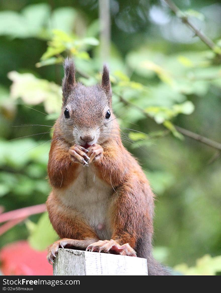 Squirrel sitting on a log and eats. Squirrel sitting on a log and eats