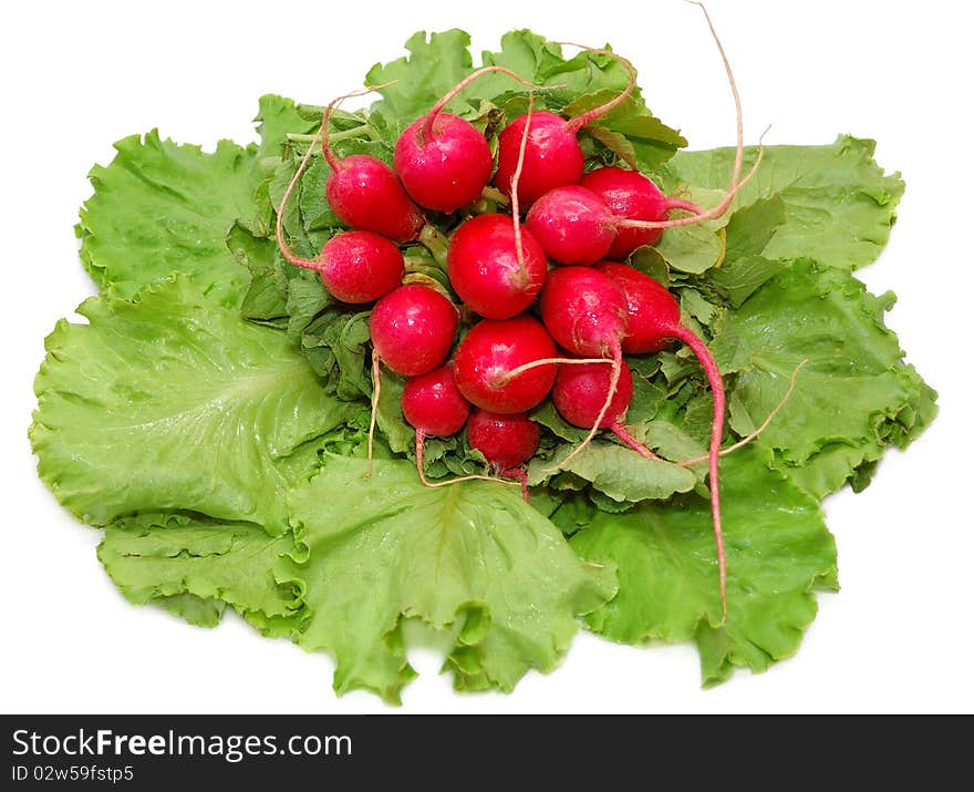 Garden Radish Bunch On Green Leaves