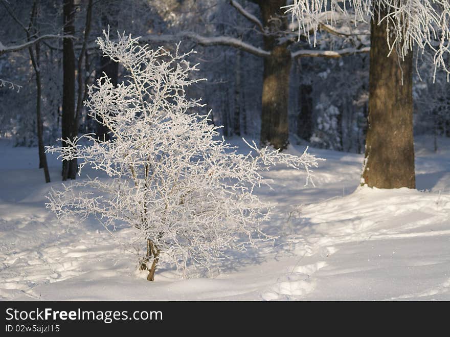 White Winter