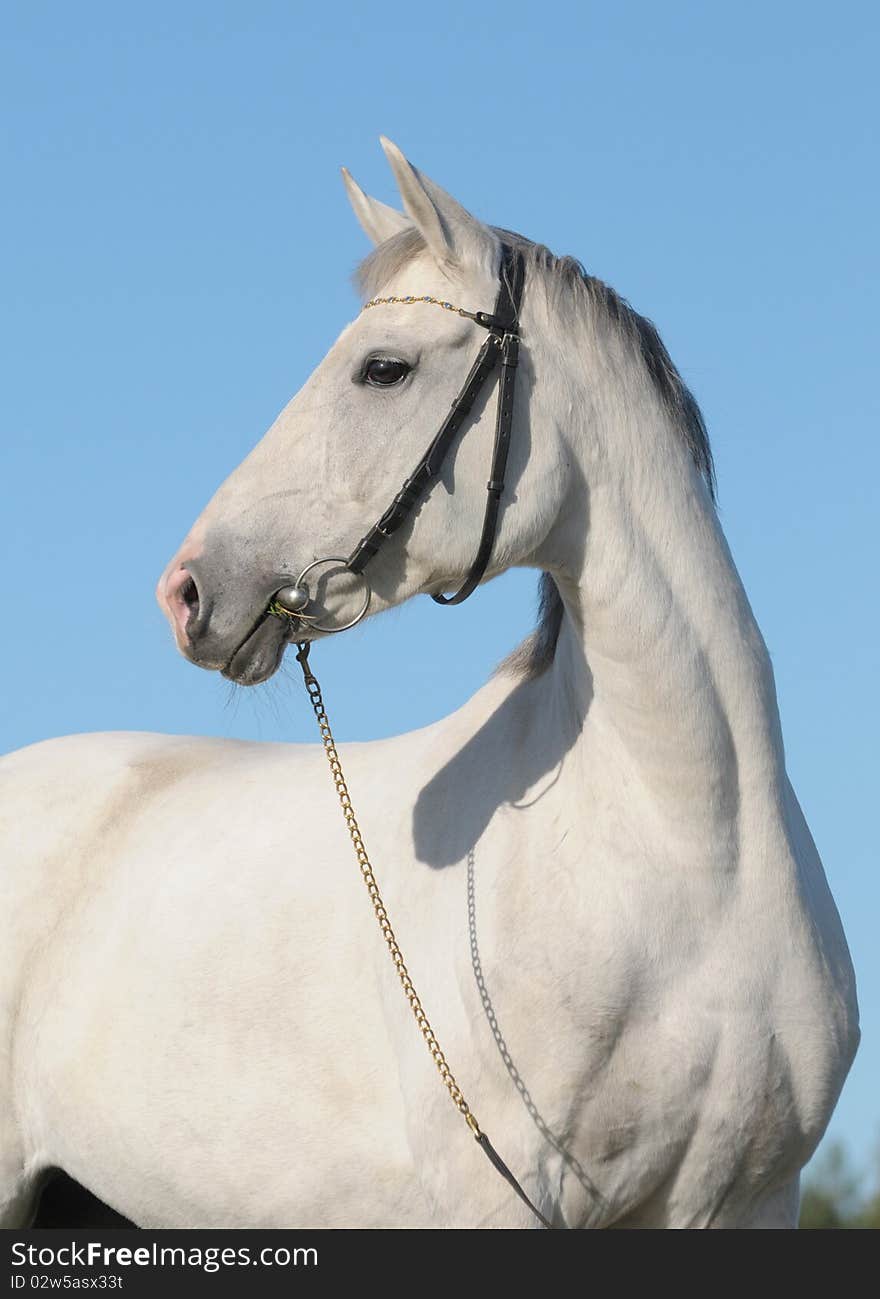 Portrait of a gray mare against the blue sky. Portrait of a gray mare against the blue sky