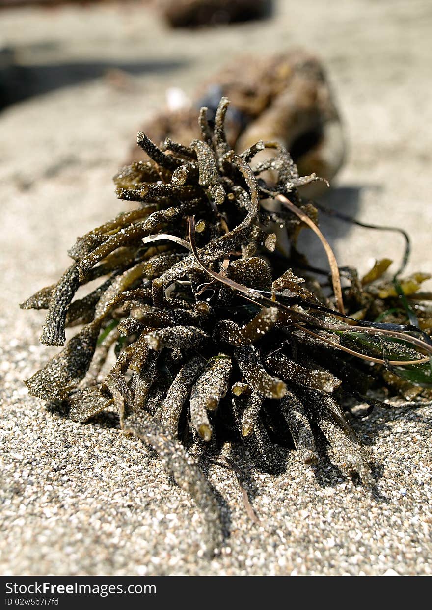 Sandy Seaweed Closeup