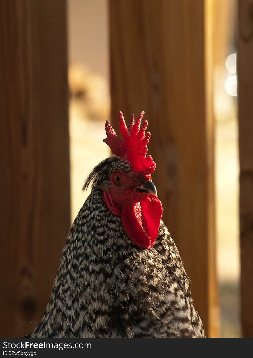 Close up portrait of a speckled rooster with strong side lighting and muted flash fill.