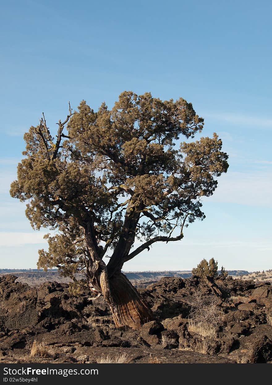 A knarled tree growing in an old lava flow. A knarled tree growing in an old lava flow.