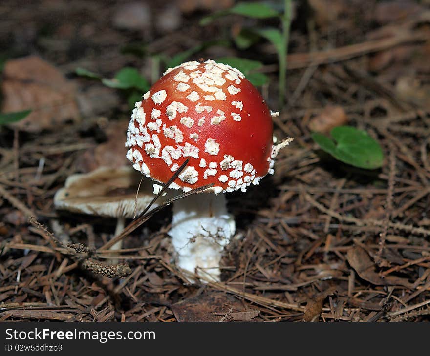 Fly,agaric 1