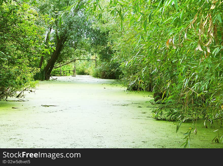 Green abandoned bog overgrown with algae