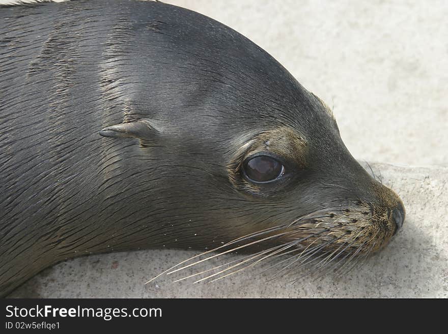 Baby Sea Lion Taking a Sunbath. Baby Sea Lion Taking a Sunbath