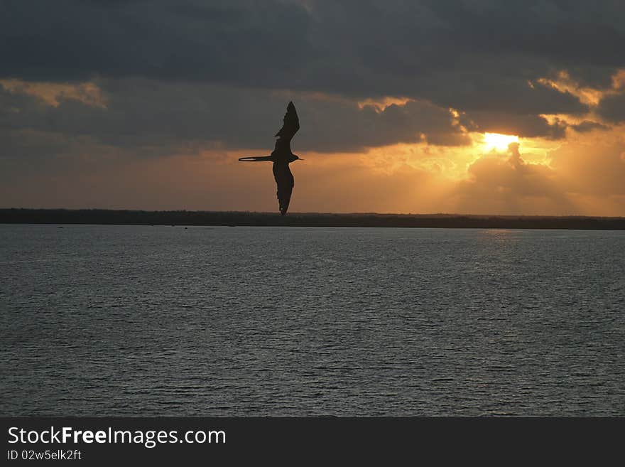 Bird Silhouette Flying at the Sunrise. Bird Silhouette Flying at the Sunrise