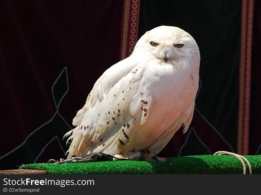 Snowy owl