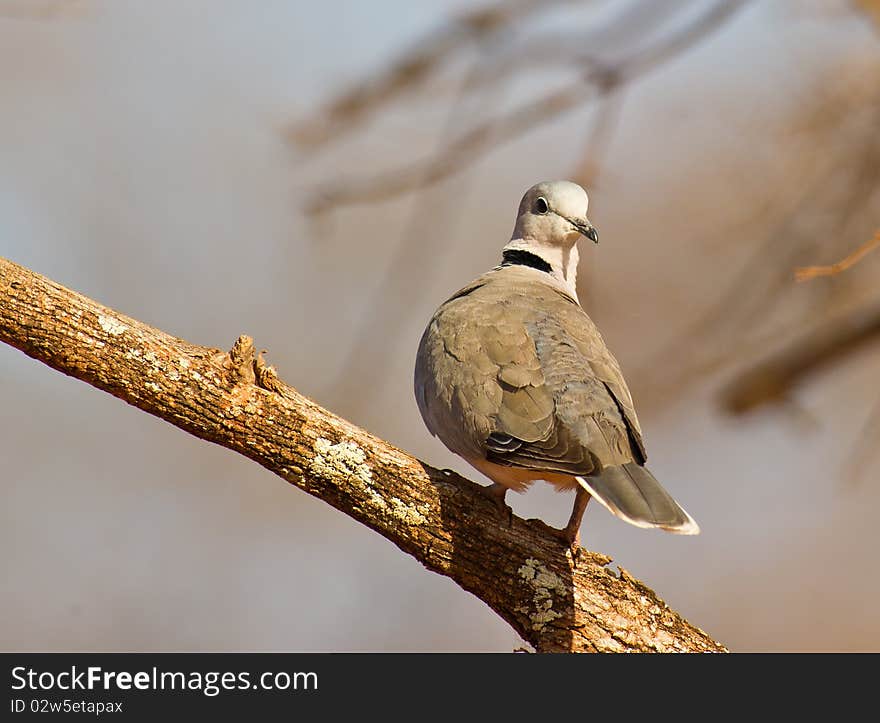 Portrait of Ring-necked Dove