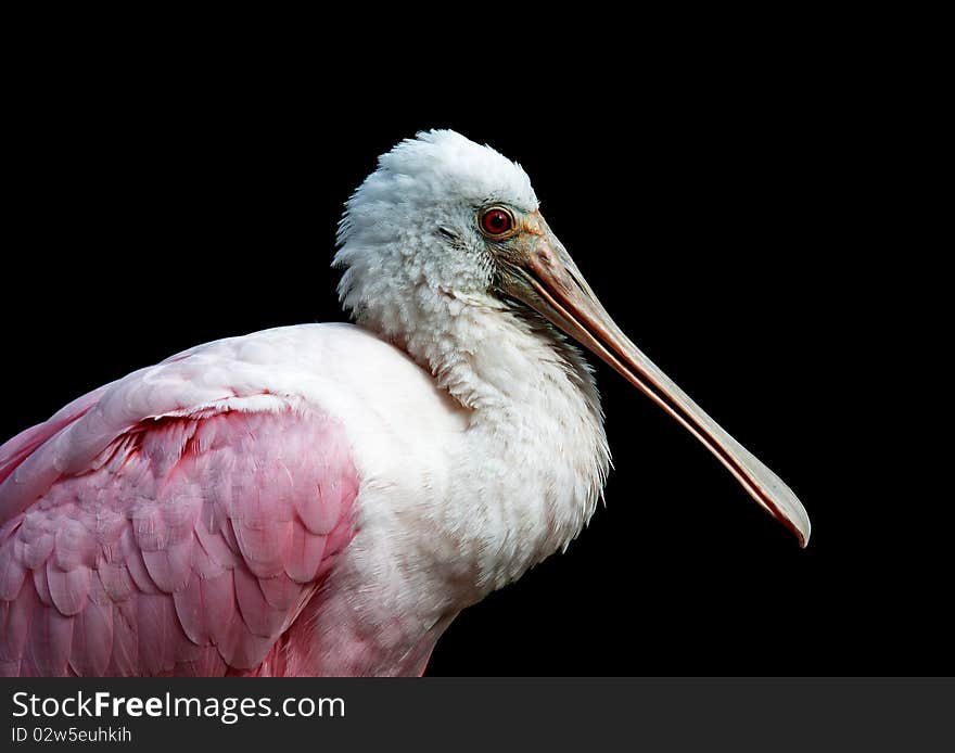 Close up photograph of a roseate spoonbill's head