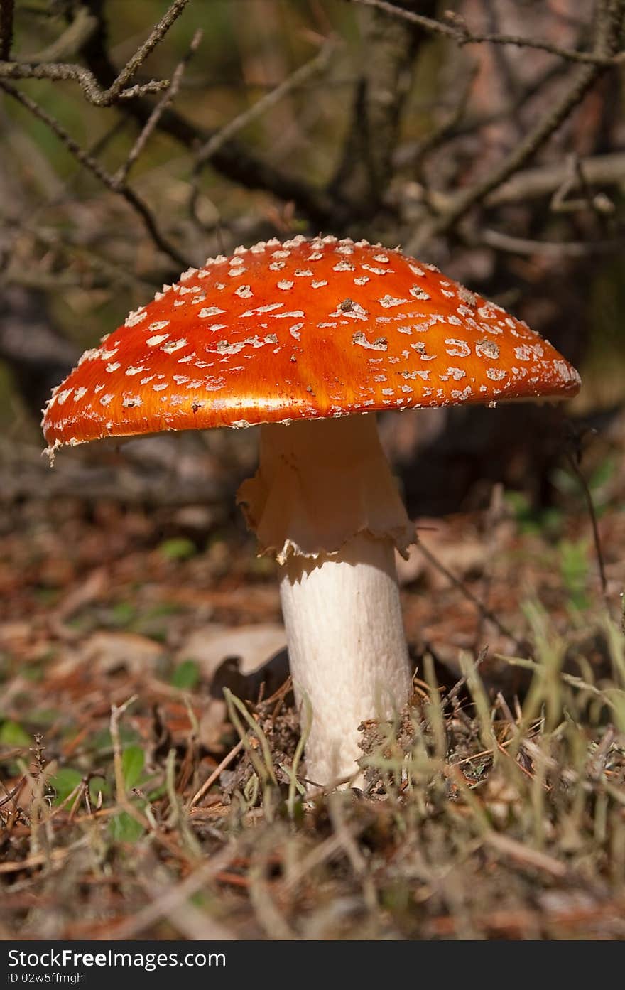 The poisonous mushroom in autumn. The poisonous mushroom in autumn