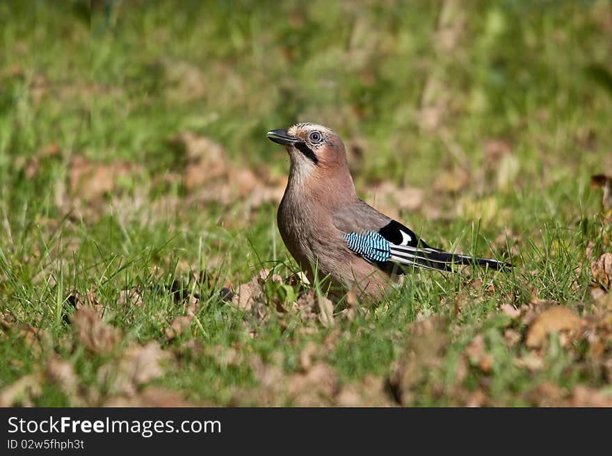 Bird is searching for food for the winter. Bird is searching for food for the winter